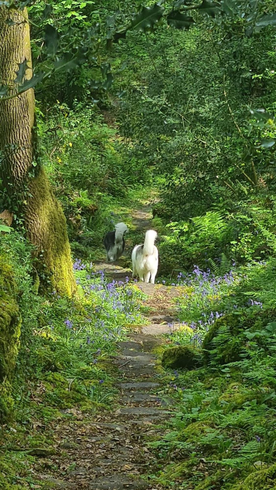 Y Branwen Restaurant & Rooms - Adult Only And Dog Friendly Harlech Exterior foto